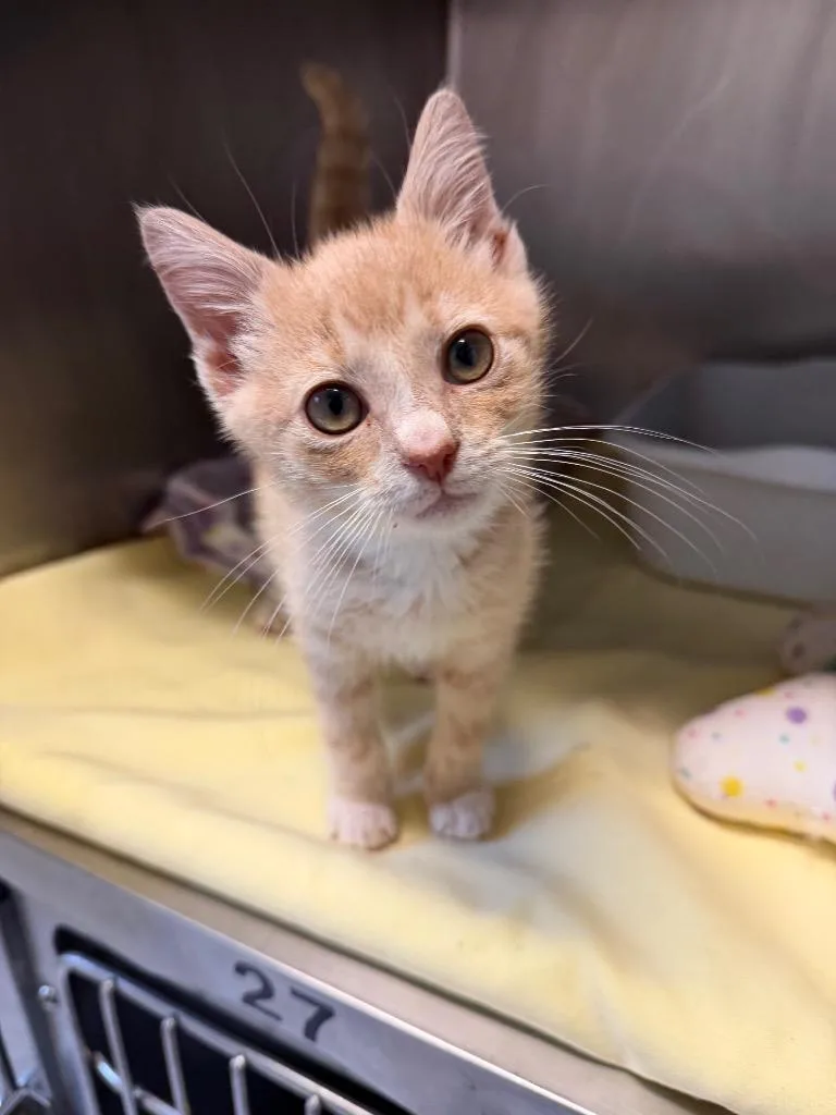 A baby medium-sized male Domestic Short Hair cat named Biscuit for adoption in Pomona, NY
