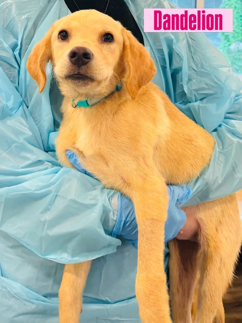 A baby large-sized female Labrador Retriever dog named Dandelion for adoption in Rock Hill, NY
