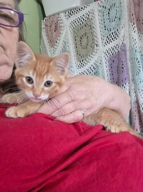 A baby medium-sized male Domestic Short Hair cat named Ricky for adoption in Rice Lake, WI