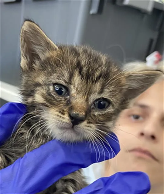 A baby medium-sized female Domestic Short Hair cat named Rey for adoption in Dallas, TX