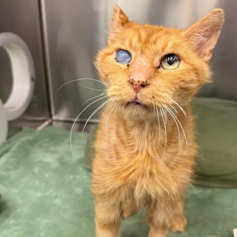 A senior large-sized male Orange / Red Domestic Short Hair cat named Lemonade for adoption in Los Angeles, CA