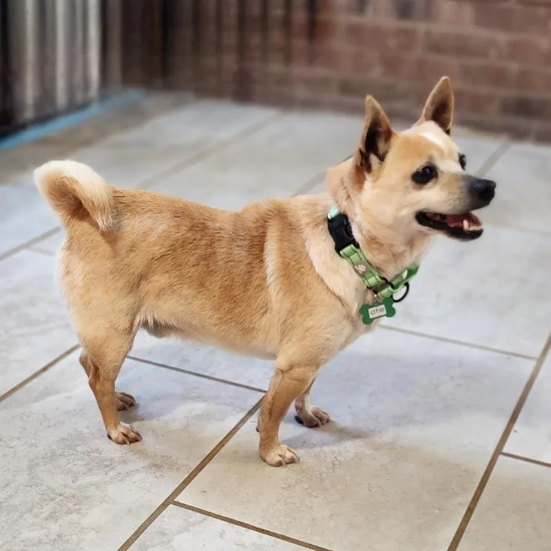 A senior small-sized male Yellow / Tan / Blond / Fawn Jack Russell Terrier dog named Otis for adoption in Toms Brook, VA