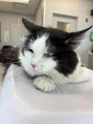 An adult medium-sized male Domestic Long Hair cat named Sausage for adoption in Lafayette, IN
