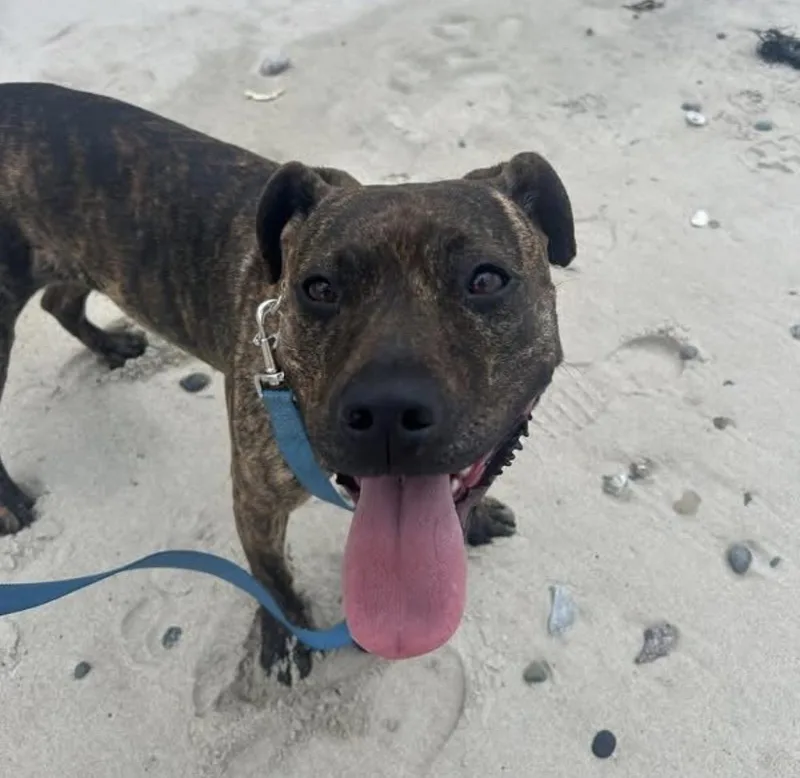 A young medium-sized female Mixed Breed dog named Hallsey for adoption in Pembroke, MA