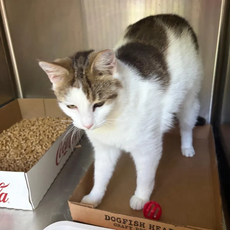 An adult medium-sized male White Domestic Short Hair cat named Little Foot for adoption in La Grange, KY