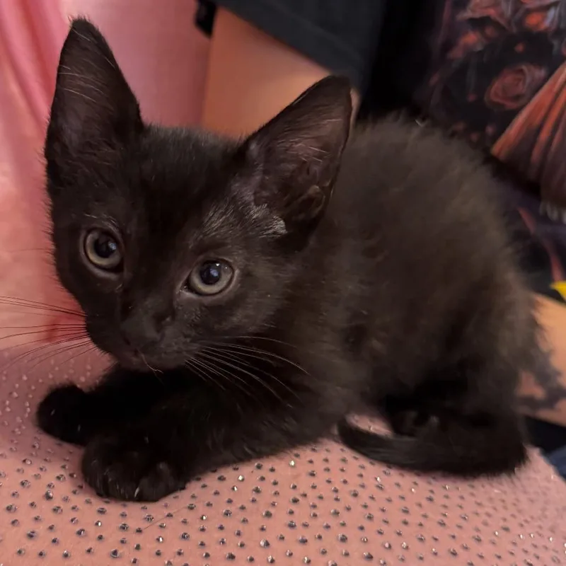 Salem