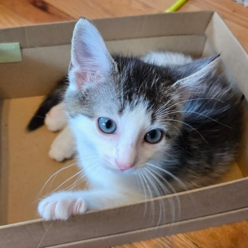 A baby small-sized male White Domestic Short Hair cat named Dylan for adoption in Fairfax Station, VA