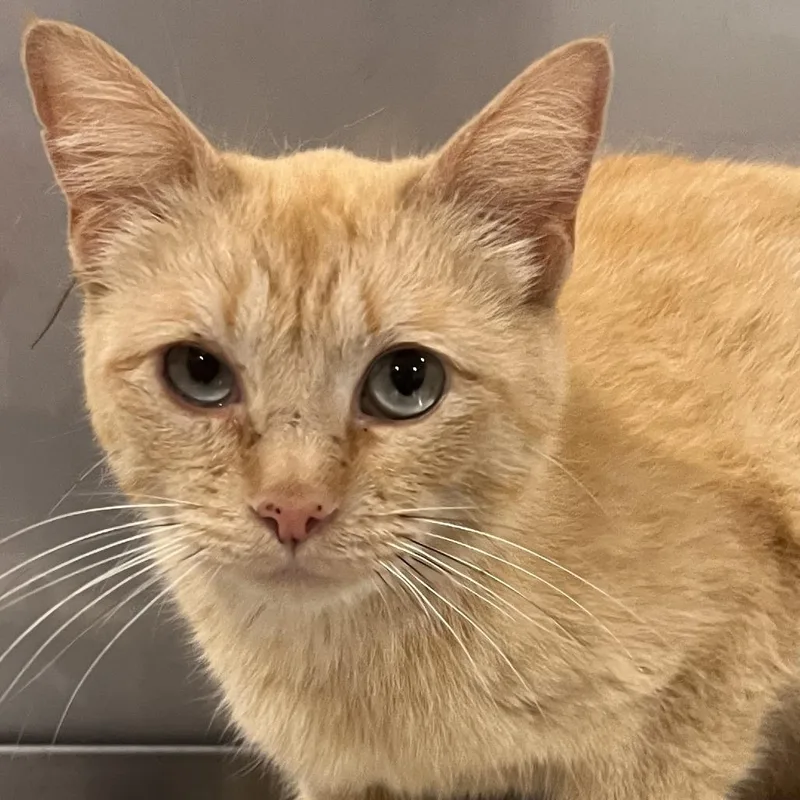 A young medium-sized female Orange / Red Domestic Short Hair cat named Fee for adoption in Washburn, MO