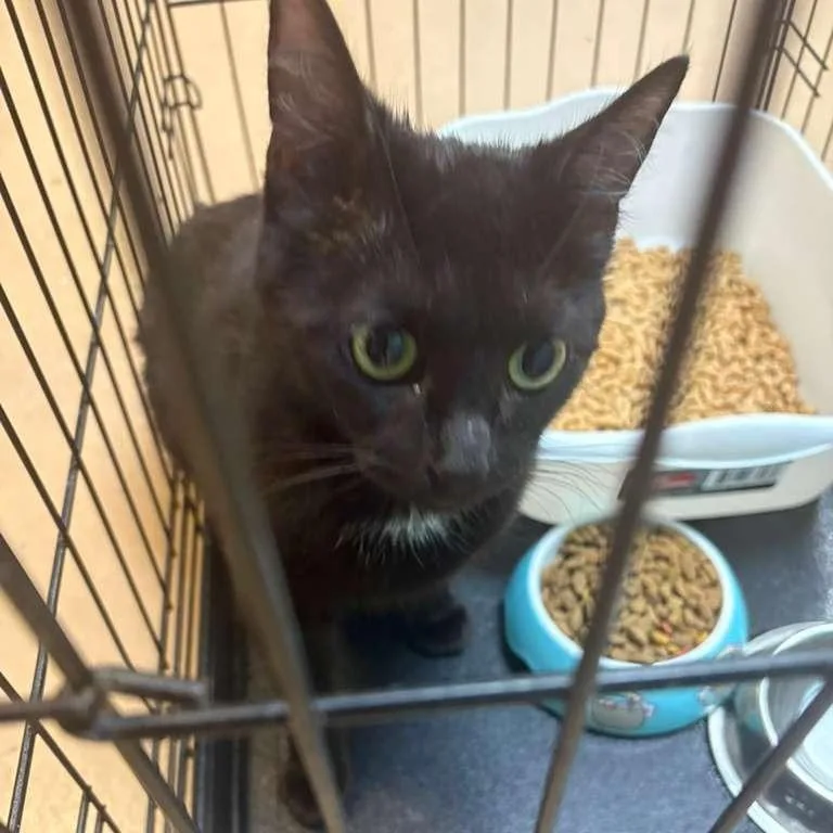 A young medium-sized female Black Domestic Short Hair cat named Ivypebble for adoption in Gadsden, AL