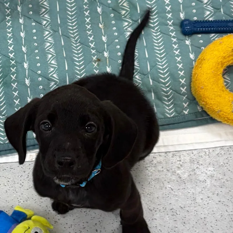 A baby medium-sized male Black Hound dog named Brillo for adoption in Greensboro, GA