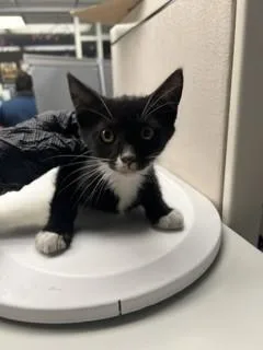 A baby small-sized female Domestic Short Hair cat named Emerson for adoption in Stockton, CA