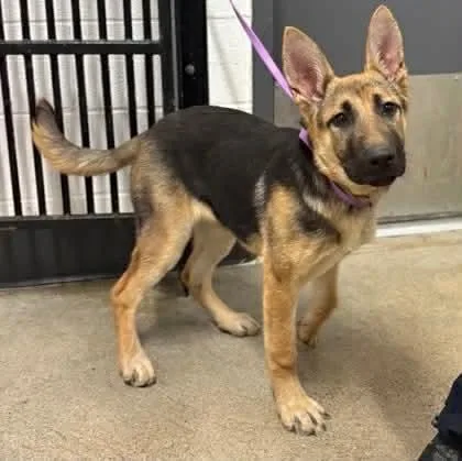 A baby medium-sized female Brown / Chocolate German Shepherd Dog dog named Harper for adoption in Elyria, OH