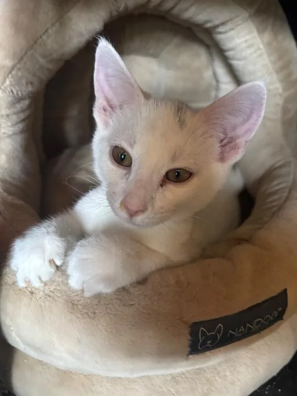A young medium-sized female White Domestic Short Hair cat named Cumulus for adoption in Grand Rapids, MI