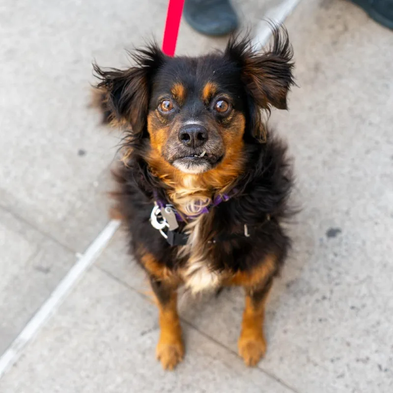 An adult small-sized female Mixed Breed dog named Lady for adoption in New York, NY