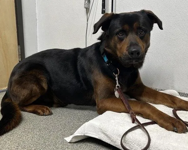 An adult large-sized male German Shepherd Dog dog named Pedro for adoption in Escondido, CA