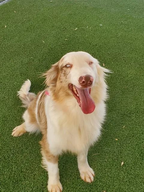 A young small-sized female Australian Shepherd dog named Berrie for adoption in Castaic, CA