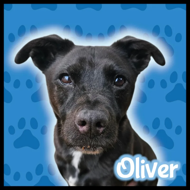 Oliver thumbnail 2