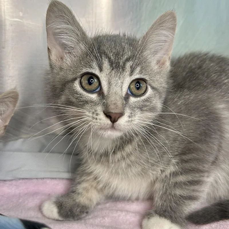 A baby small-sized male Gray / Blue / Silver Domestic Short Hair cat named Yahtzee for adoption in Matteson, IL