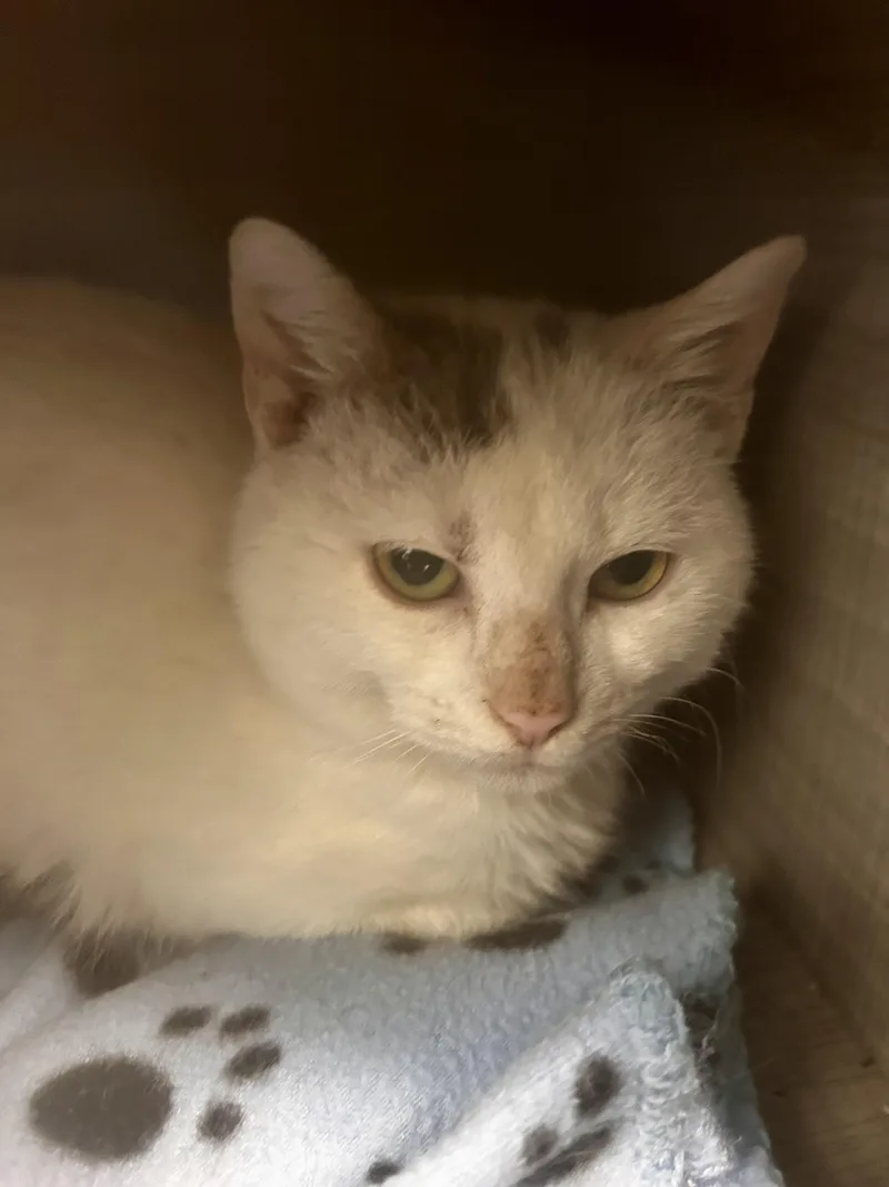 A baby medium-sized male White Domestic Short Hair cat named Pinto for adoption in Grand Rapids, MI