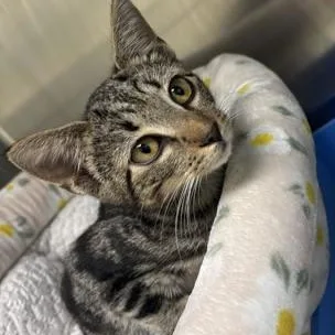 A baby medium-sized female Tabby (Gray / Blue / Silver) Domestic Short Hair cat named Mink for adoption in Charleston, SC