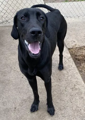 A young large-sized female Great Dane dog named Pepper Ann for adoption in Clinton Township, MI