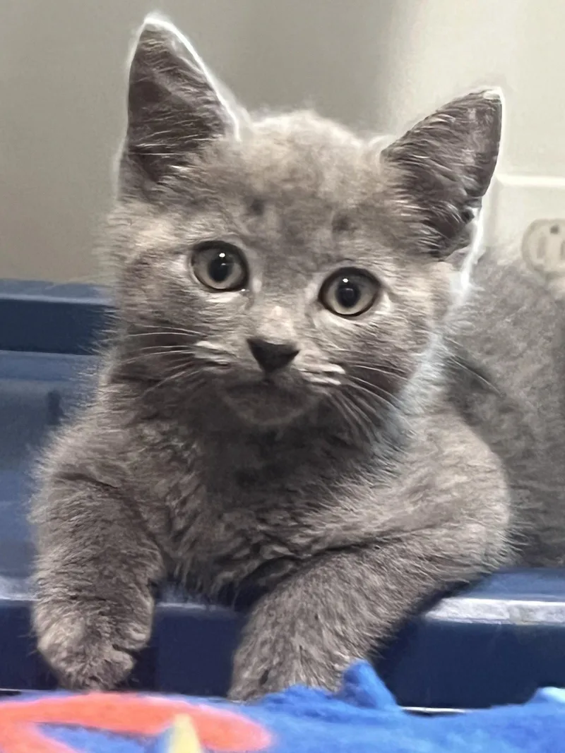 A baby medium-sized male Gray / Blue / Silver Domestic Short Hair cat named Puma Nagle for adoption in Trenton, NJ