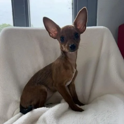 A baby small-sized female Brown / Chocolate Chorkie dog named Sukae for adoption in Tulsa, OK