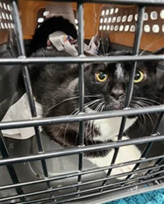 A young medium-sized male Domestic Short Hair cat named Chacorta for adoption in Fort Lauderdale, FL