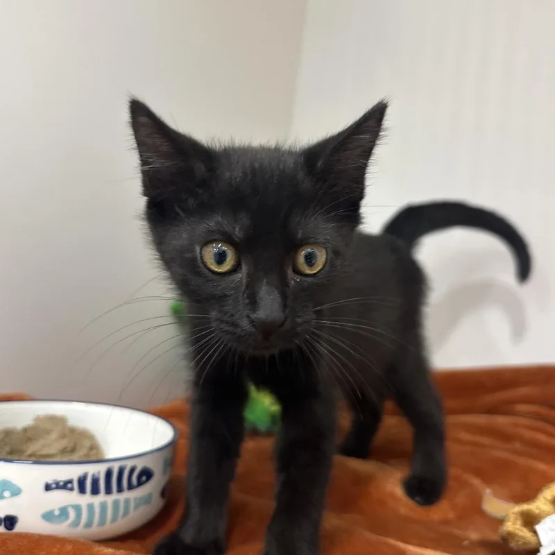 Coco