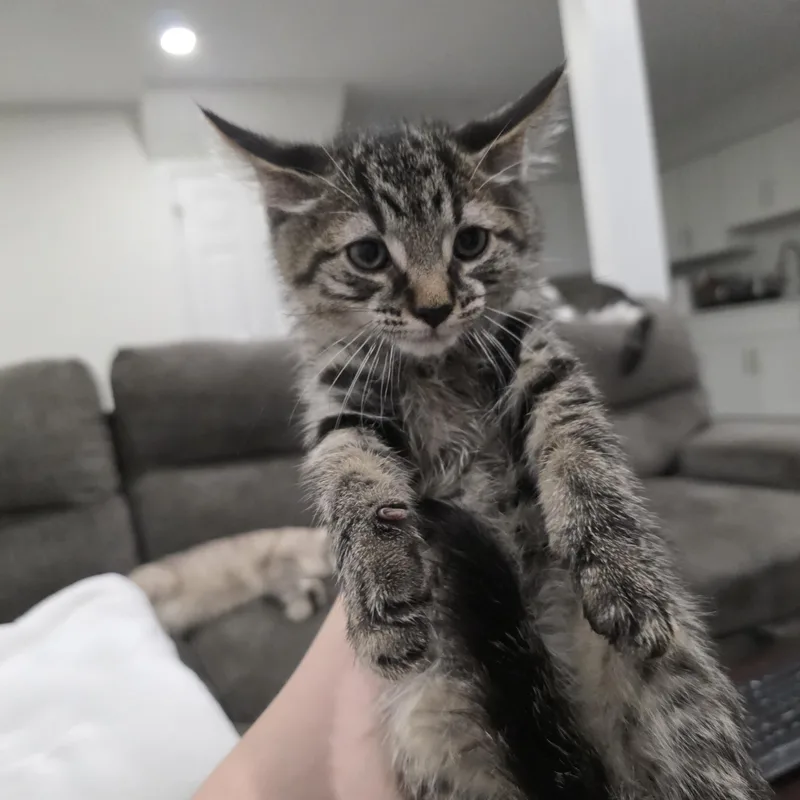A baby medium-sized male Tabby (Brown / Chocolate) Domestic Short Hair cat named Hagrid for adoption in Moriches, NY