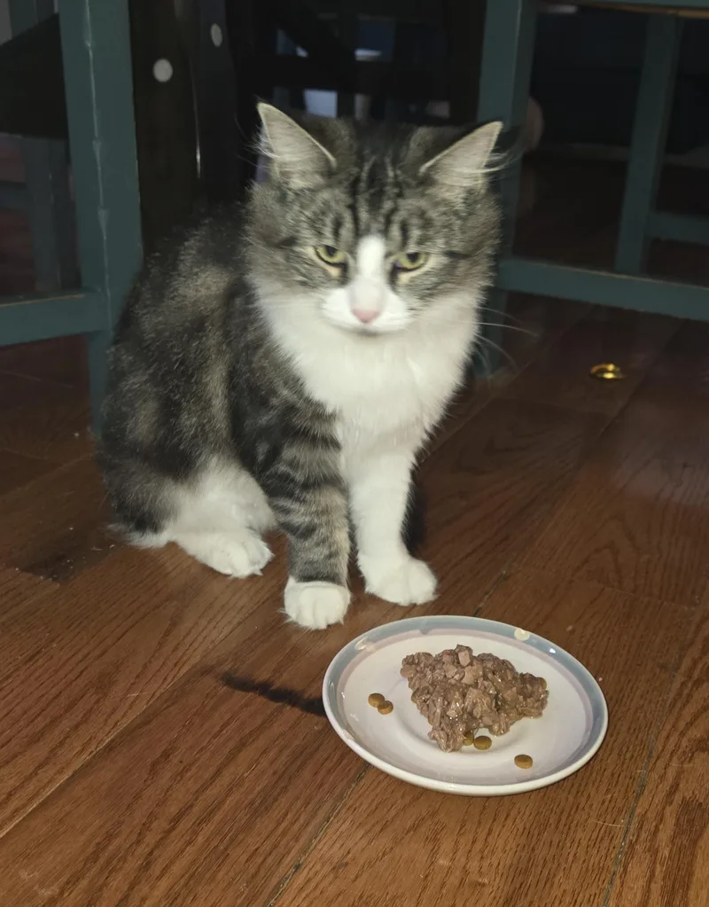 Layla Larchwood thumbnail 2