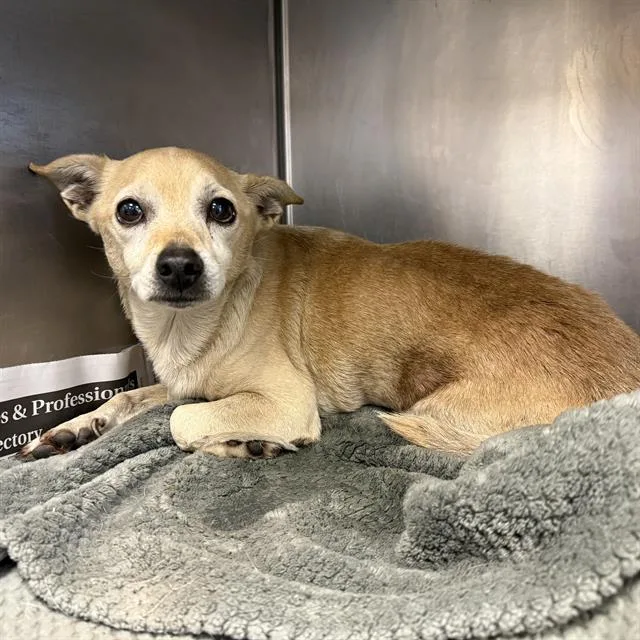 An adult small-sized male Chihuahua dog named Tommy for adoption in San Antonio, TX