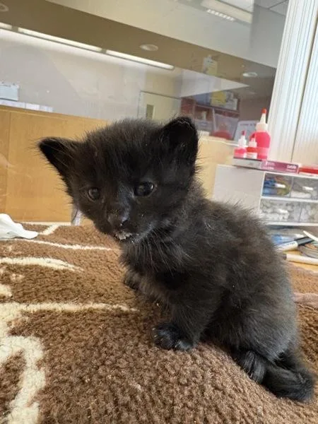 A baby small-sized female Domestic Short Hair cat named Jesse for adoption in Santa Rosa, CA