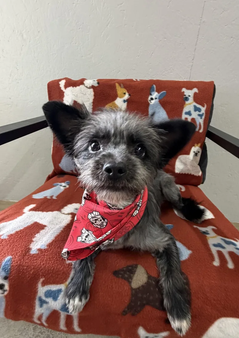 A young small-sized male Gray / Blue / Silver Pomeranian dog named Skippy for adoption in Grove, OK