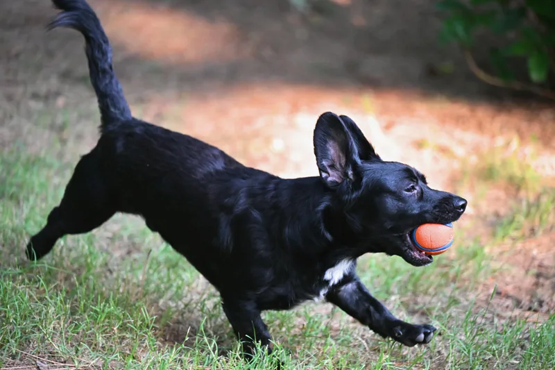 A young small-sized male Black Dachshund dog named Goggles for adoption in Falmouth, ME