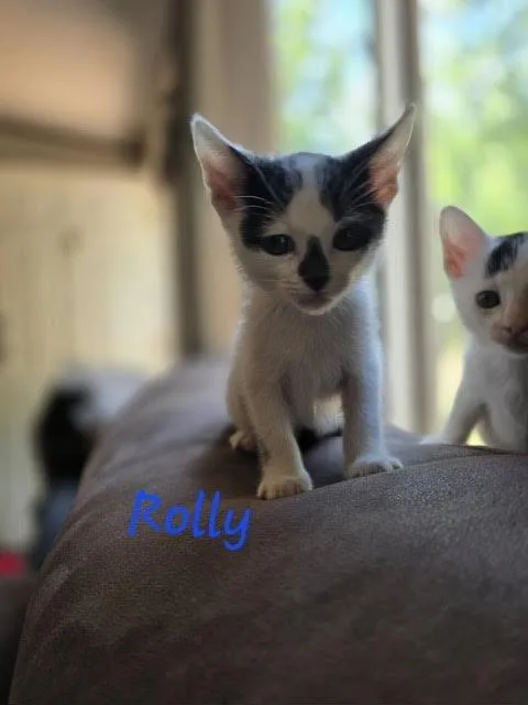A baby medium-sized male Domestic Short Hair cat named Rolly for adoption in Madison, GA