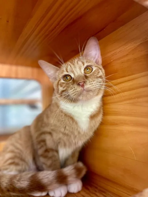 An adult medium-sized female Orange / Red Domestic Short Hair cat named Maria for adoption in Wooster, OH