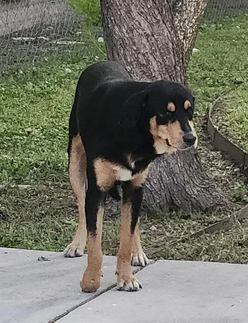 Toto