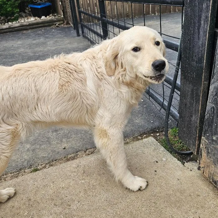 Clifford thumbnail 2