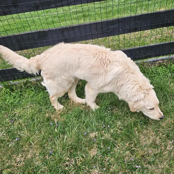 Clifford thumbnail 3