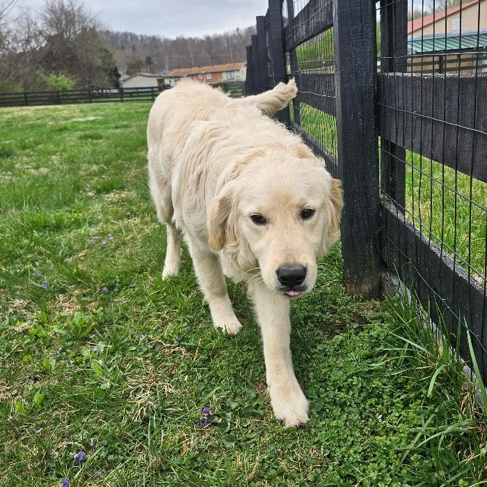 Clifford thumbnail 4