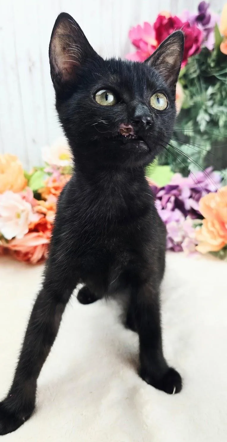A baby small-sized male Black Domestic Short Hair cat named Diesel The Little for adoption in Ocean Springs, MS