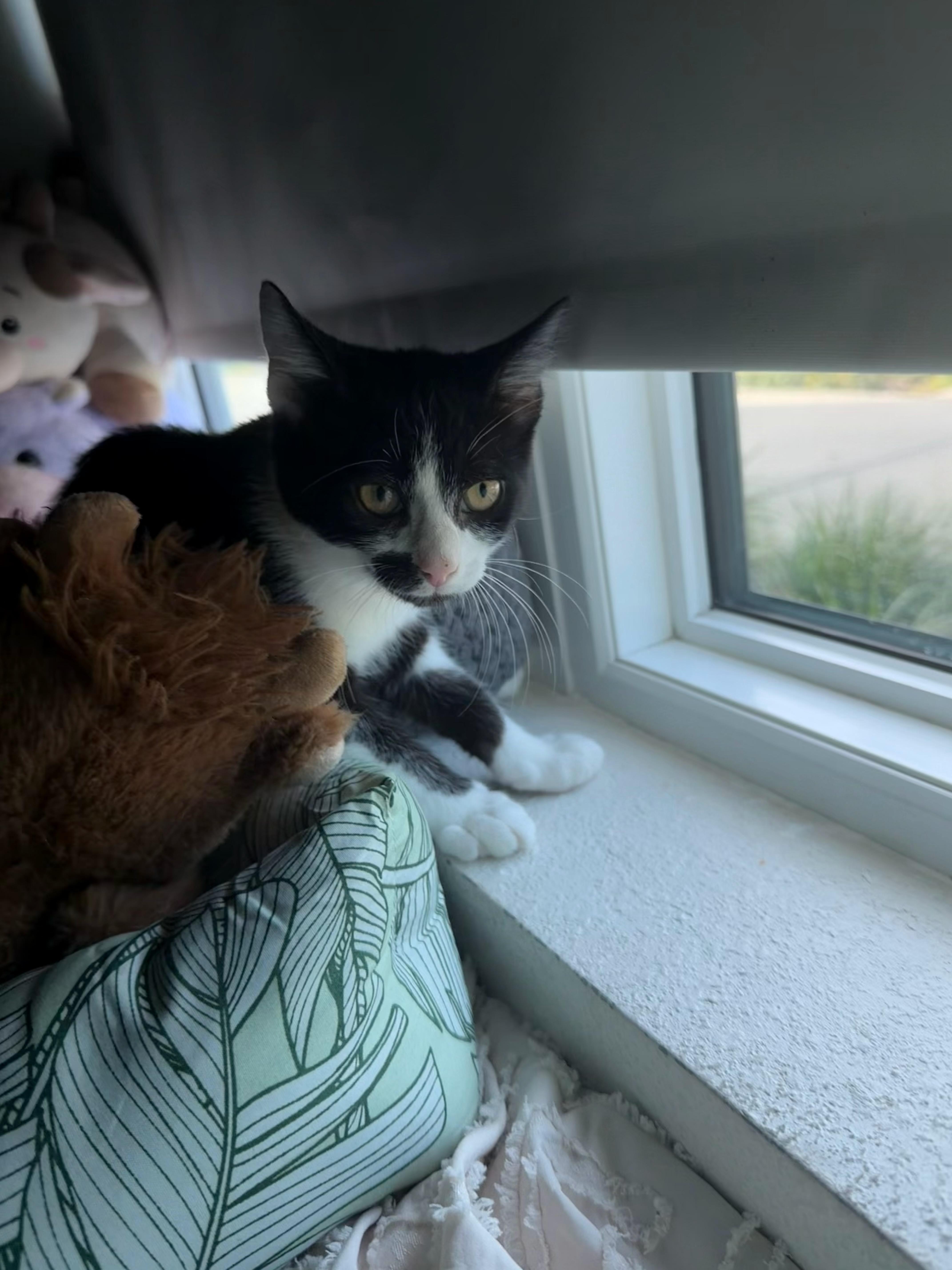 A baby small-sized male Black & White / Tuxedo Domestic Short Hair cat named Rowan for adoption in Tampa, FL