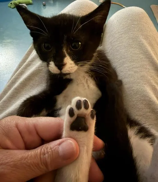 A young medium-sized female Black Domestic Short Hair cat named Wednesday for adoption in Atlanta, GA