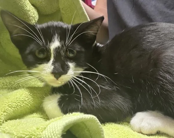 A baby small-sized male Domestic Short Hair cat named Tulip Tree for adoption in Escondido, CA