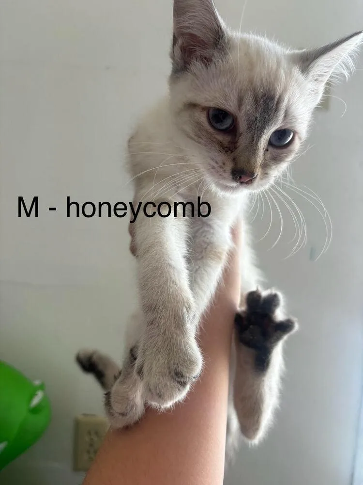 A baby small-sized male Cream / Ivory Siamese cat named Honeycomb for adoption in Lancaster, CA