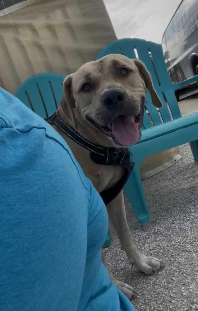 An adult medium-sized male Brown / Chocolate Black Mouth Cur dog named Odysseus for adoption in Lakeland, FL