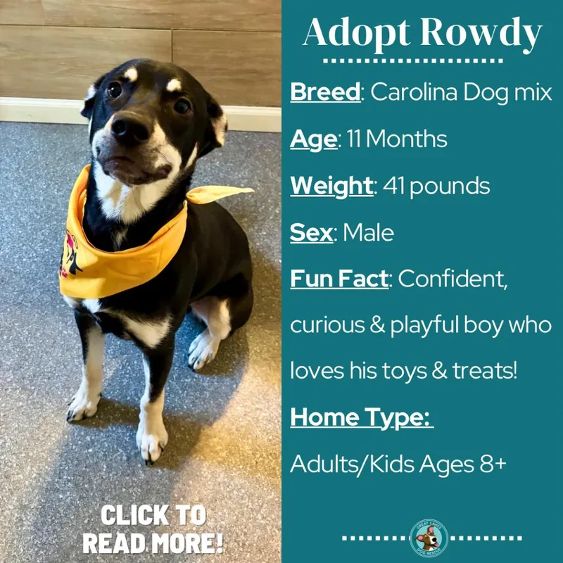 A young medium-sized male Carolina Dog dog named Rowdy for adoption in Metamora, MI