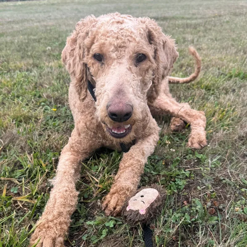 A young medium-sized male Standard Poodle dog named Clyde for adoption in Newberg, OR