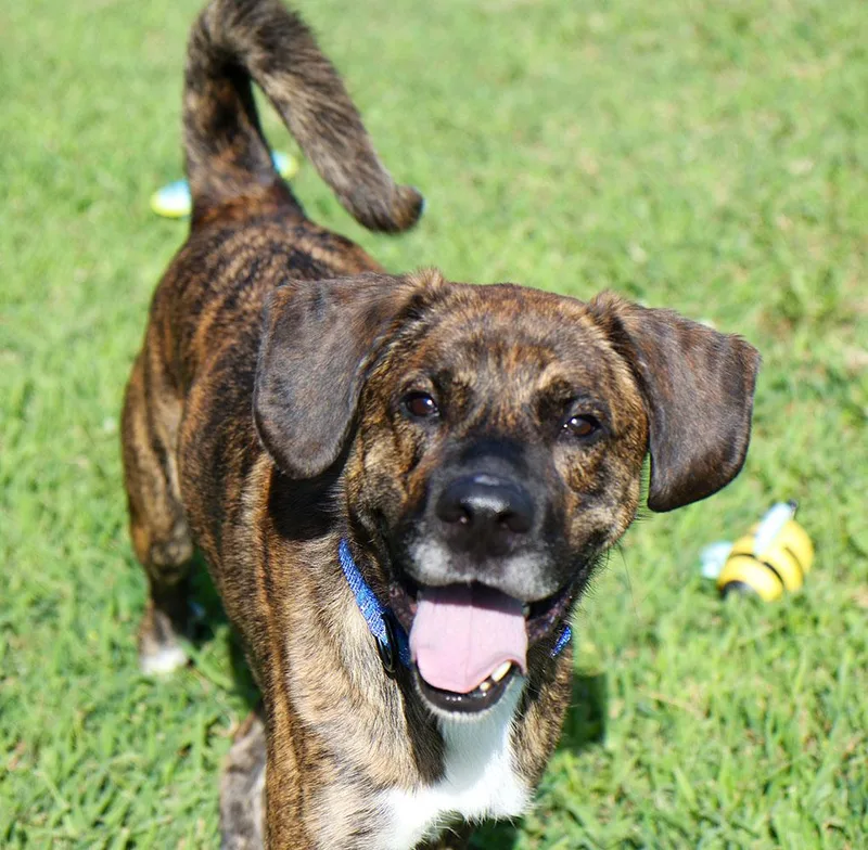 A young medium-sized male Brindle Catahoula Leopard Dog dog named Ashton for adoption in Kansas City, KS